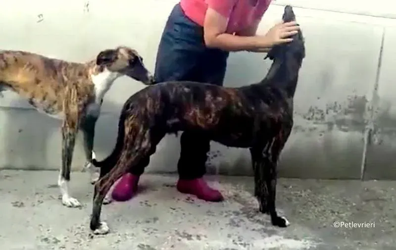 Tarzan adozione levrieri galgo 08