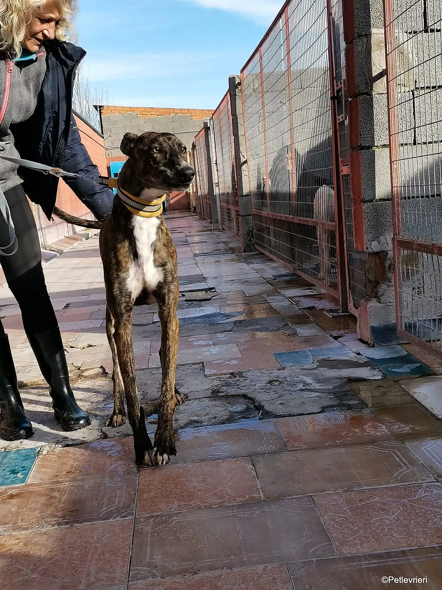 Tarzan adozione levrieri galgo 08 1
