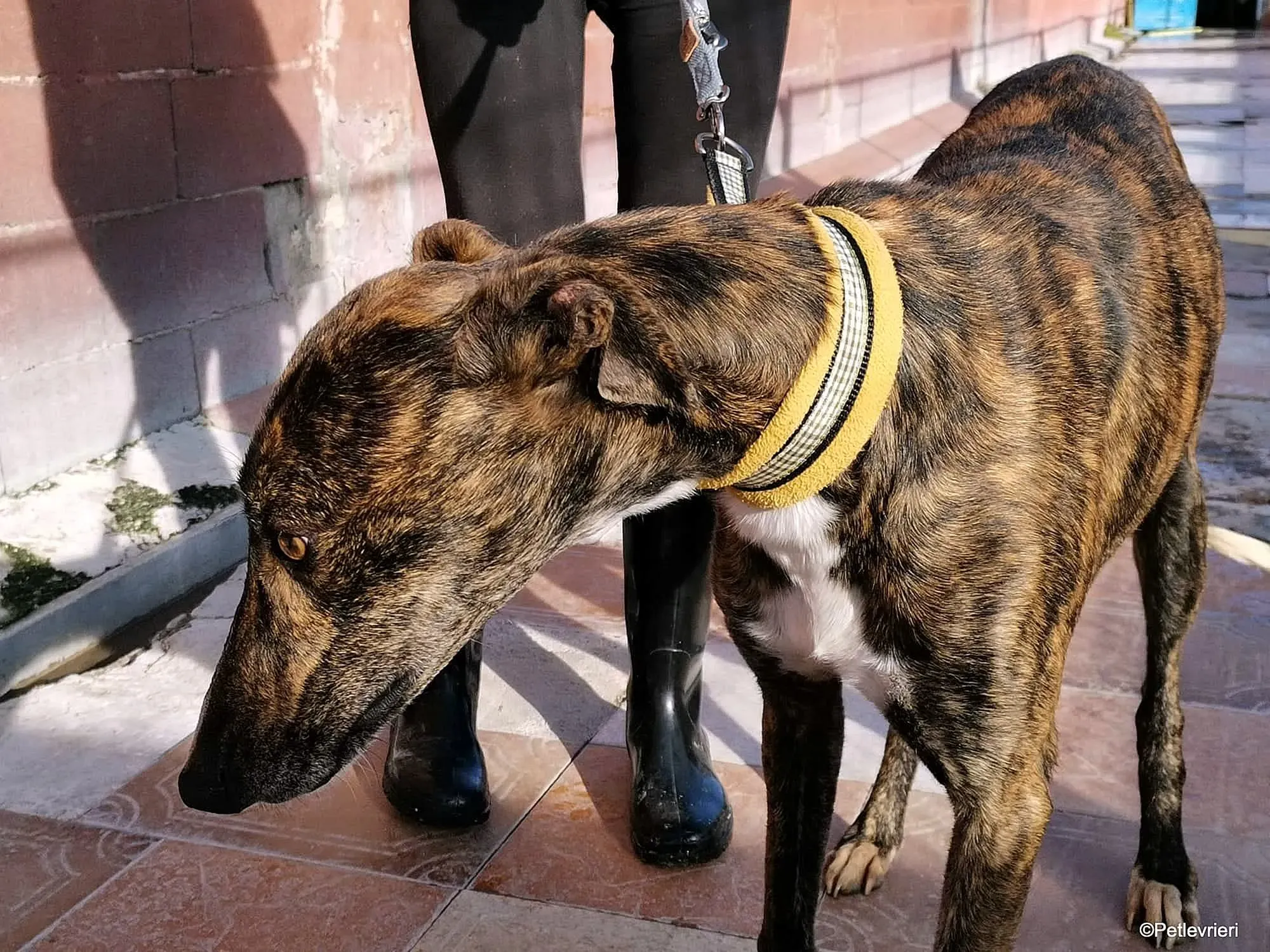 Tarzan adozione levrieri galgo 09 1