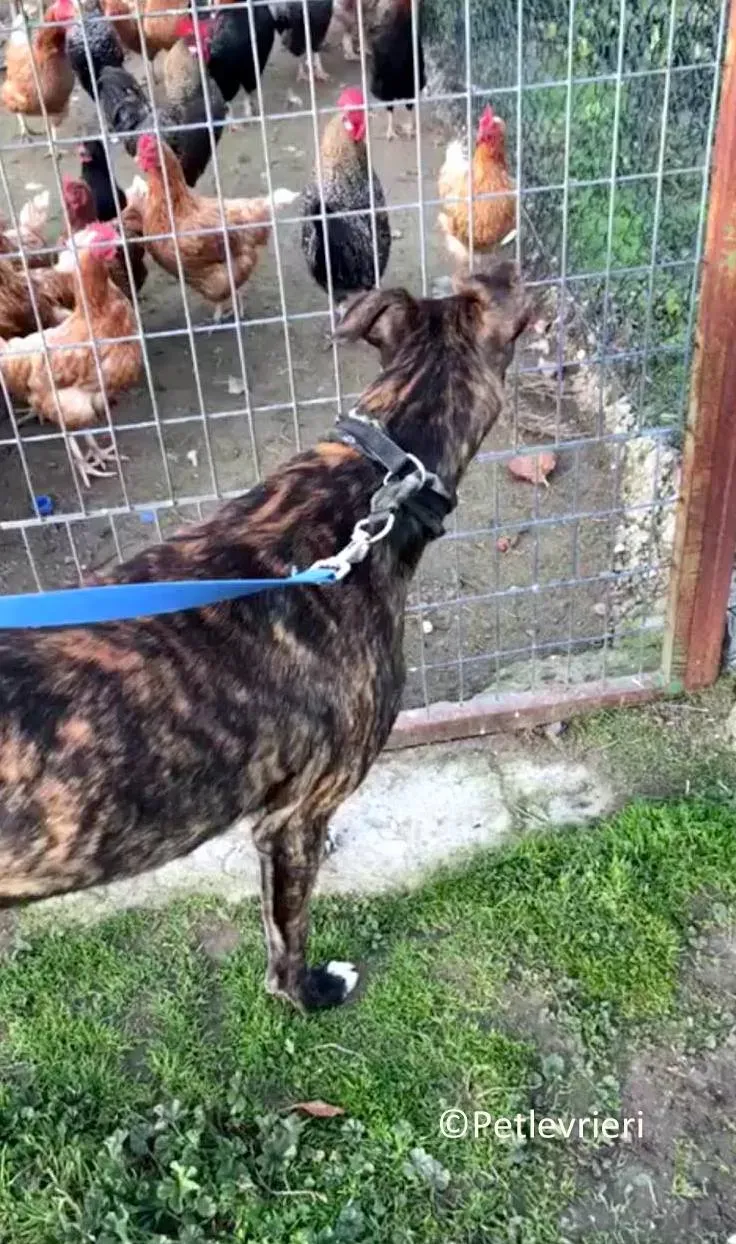 Tarzan adozione levrieri galgo 09