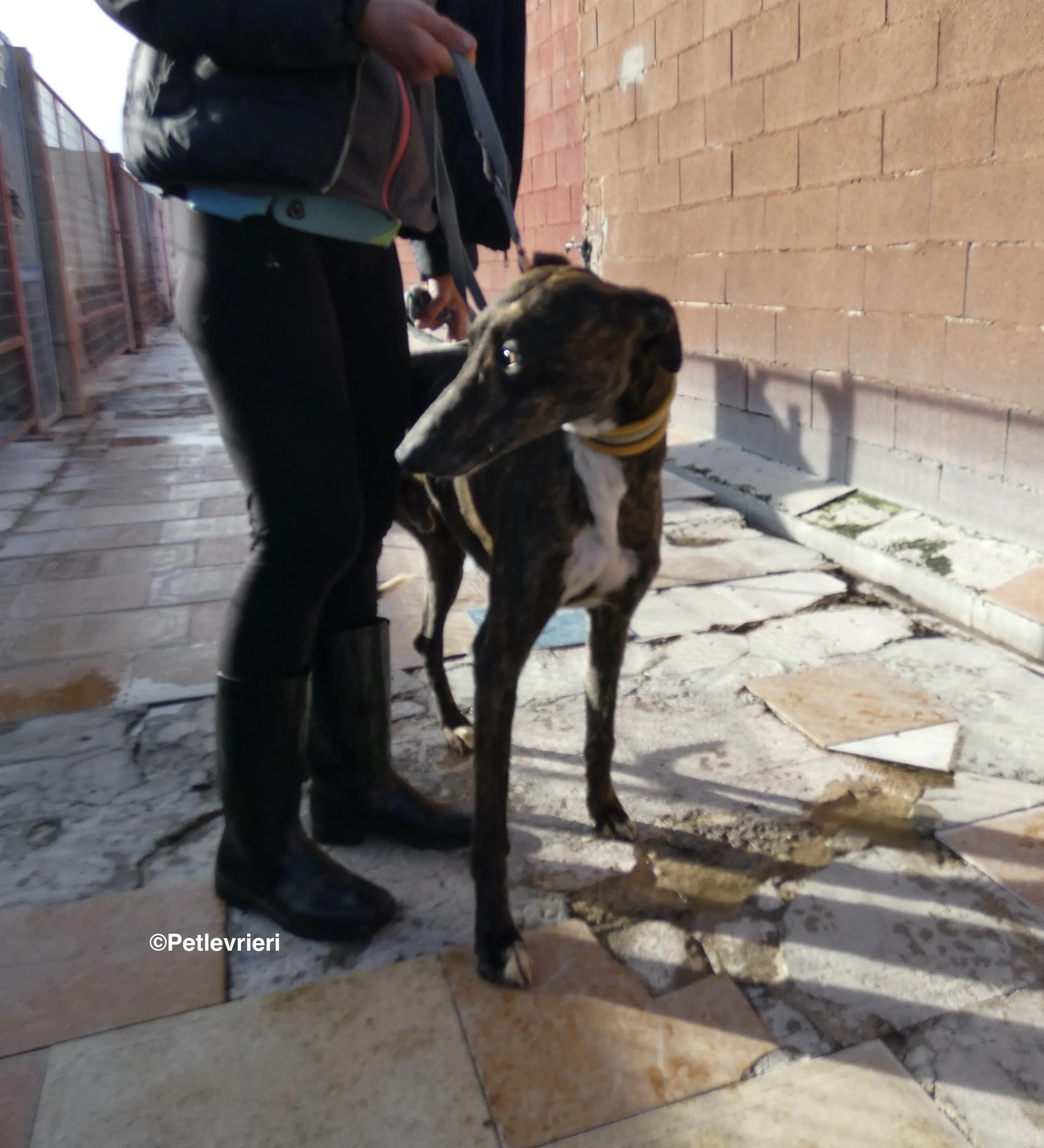 Tarzan adozione levrieri galgo 10