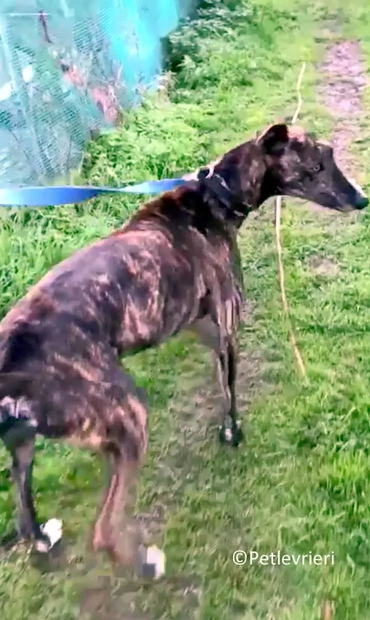 Tarzan adozione levrieri galgo 10