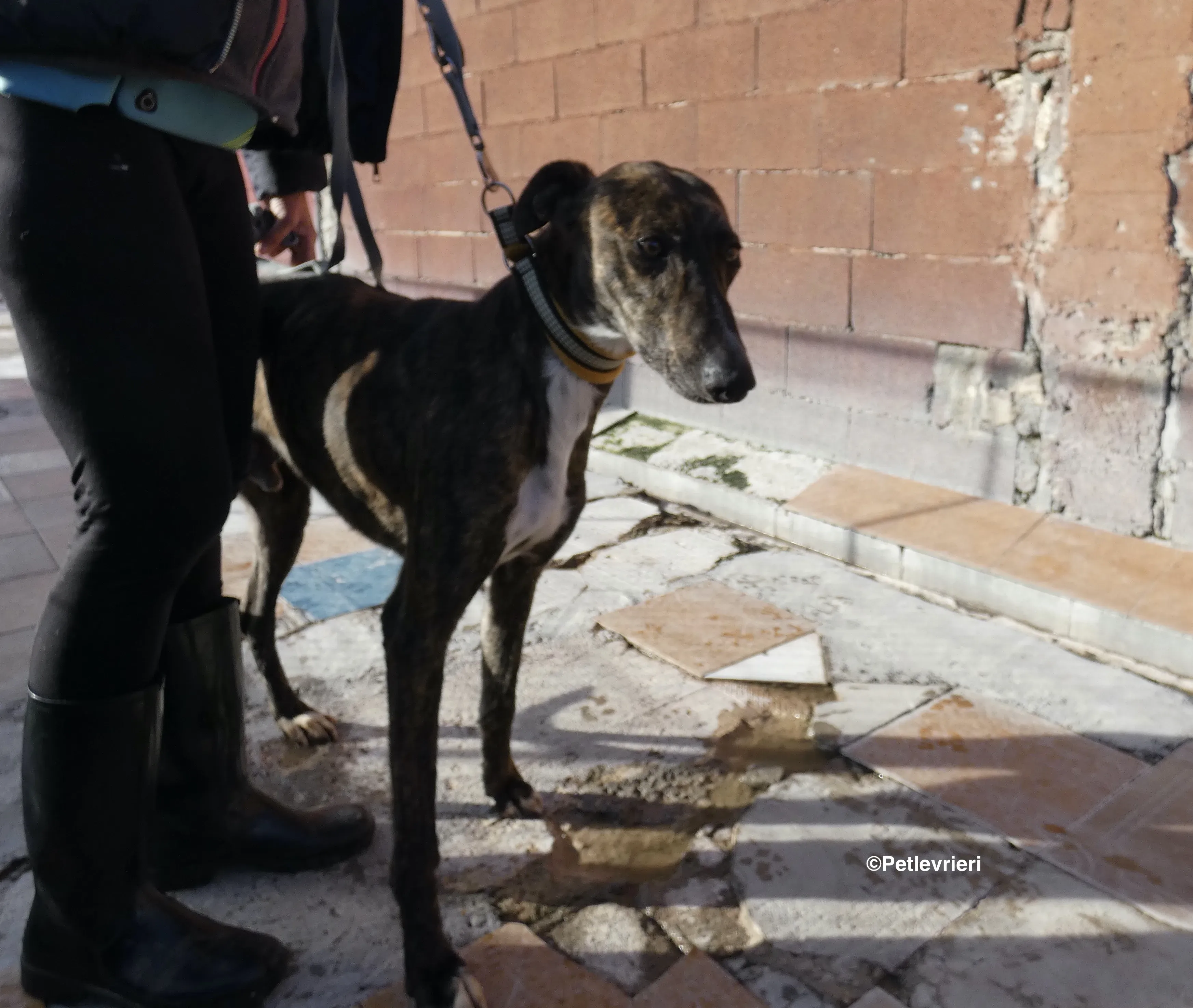 Tarzan adozione levrieri galgo 11