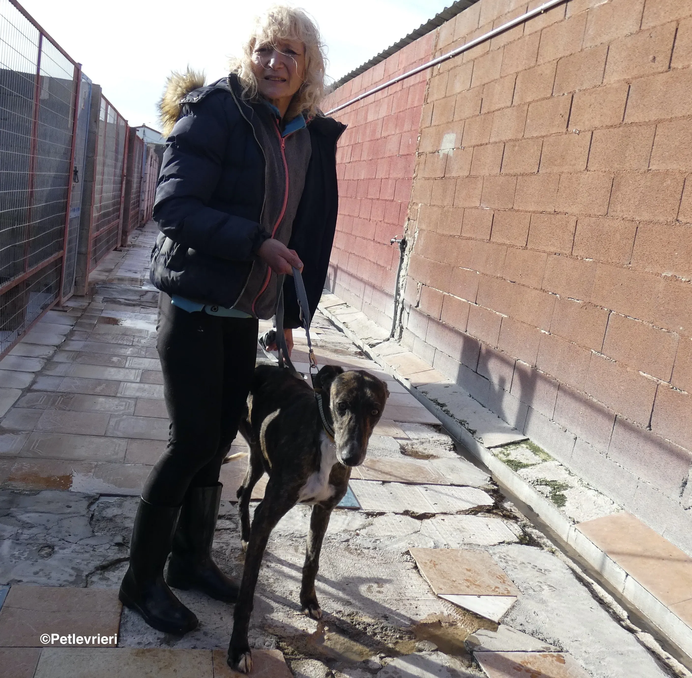 Tarzan adozione levrieri galgo 12