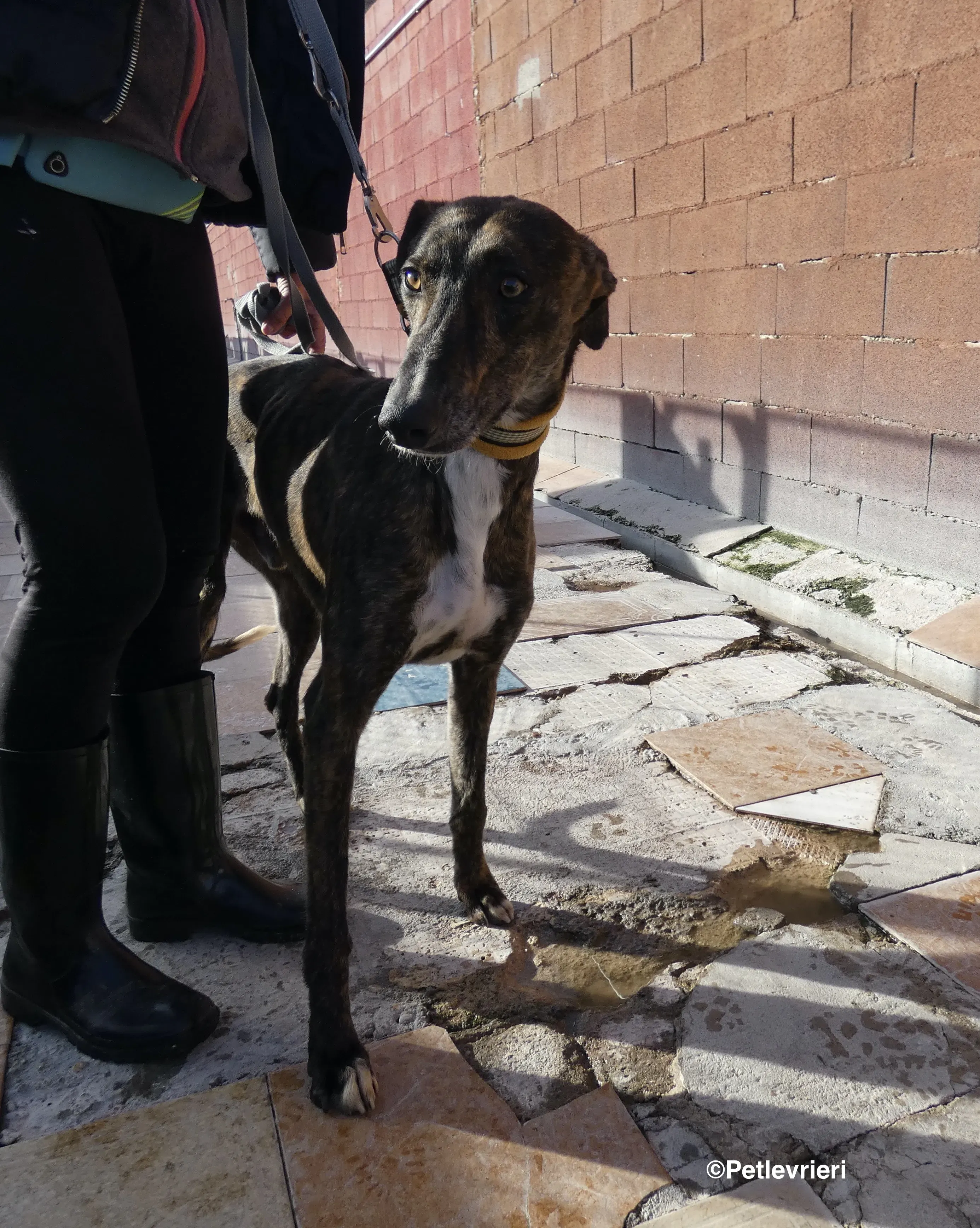 Tarzan adozione levrieri galgo 13