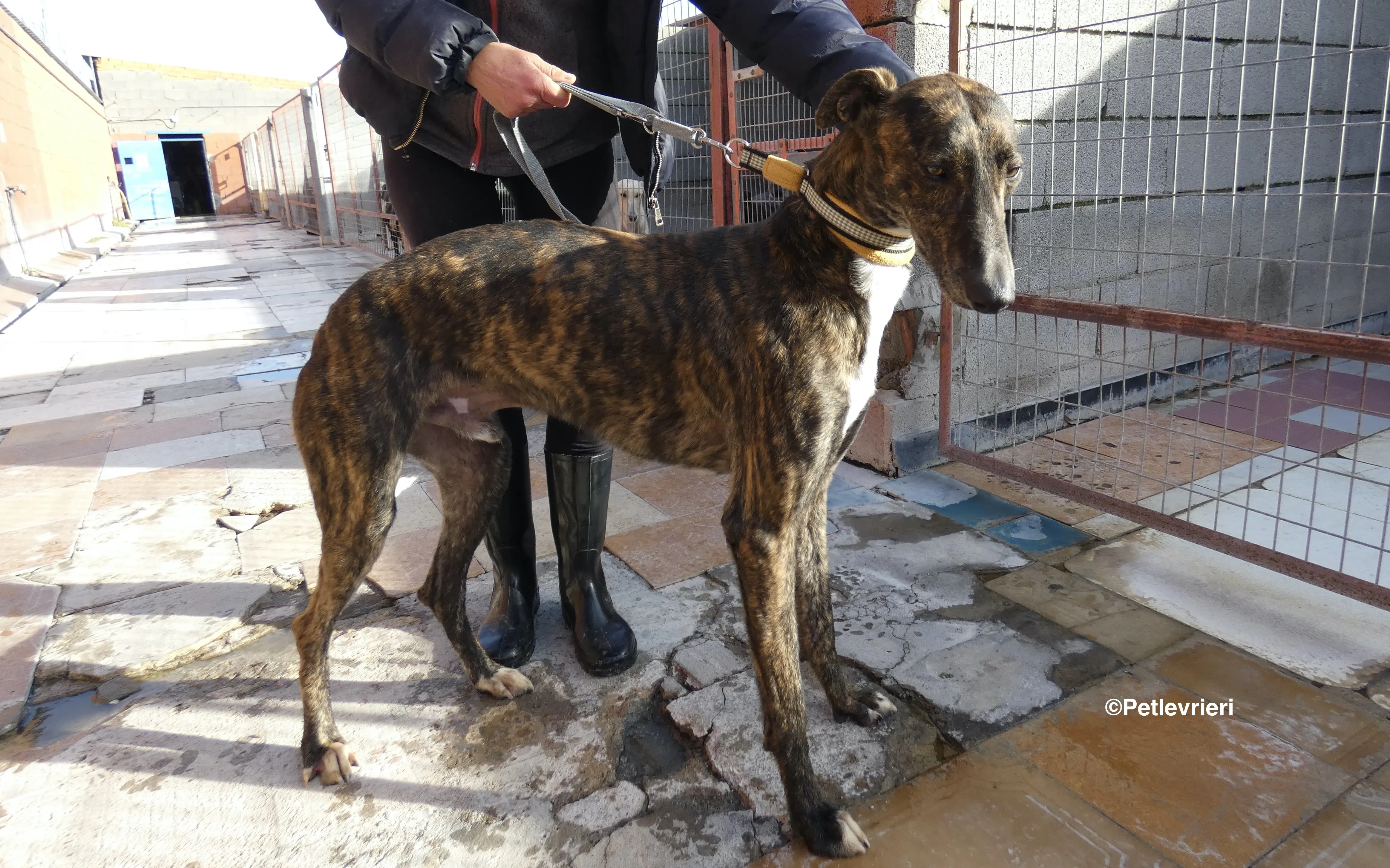 Tarzan adozione levrieri galgo 14