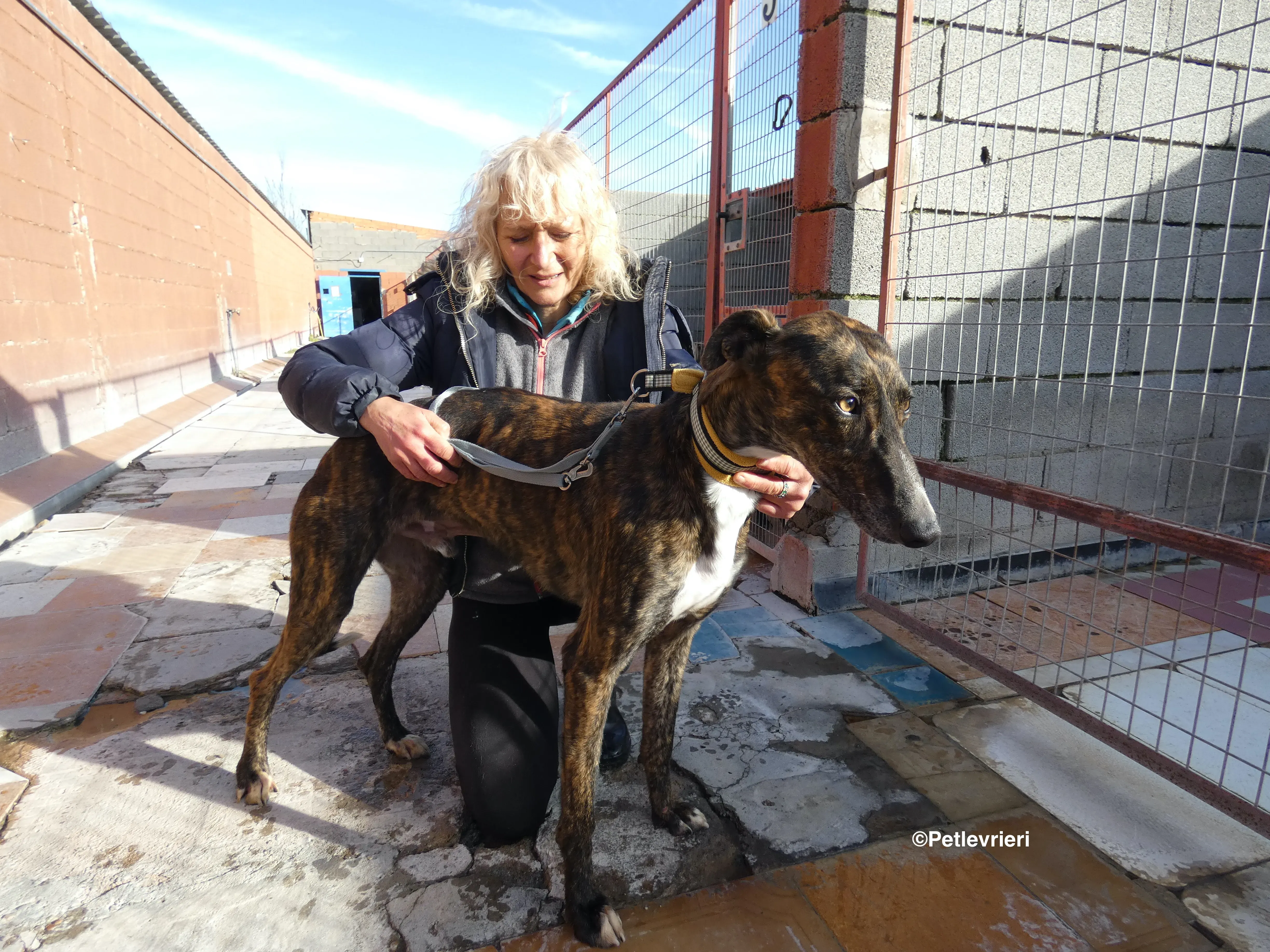 Tarzan adozione levrieri galgo 15
