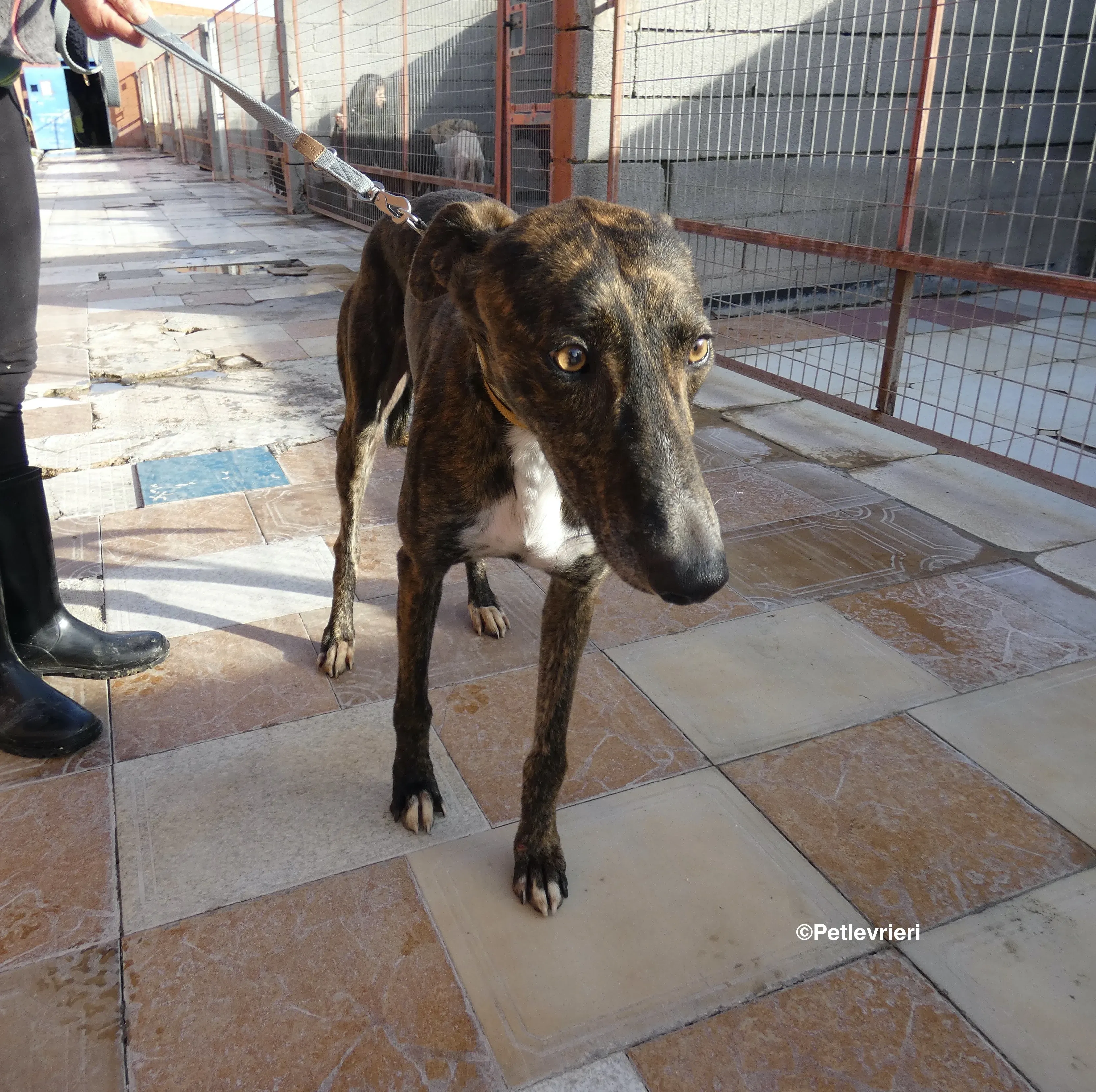 Tarzan adozione levrieri galgo 16