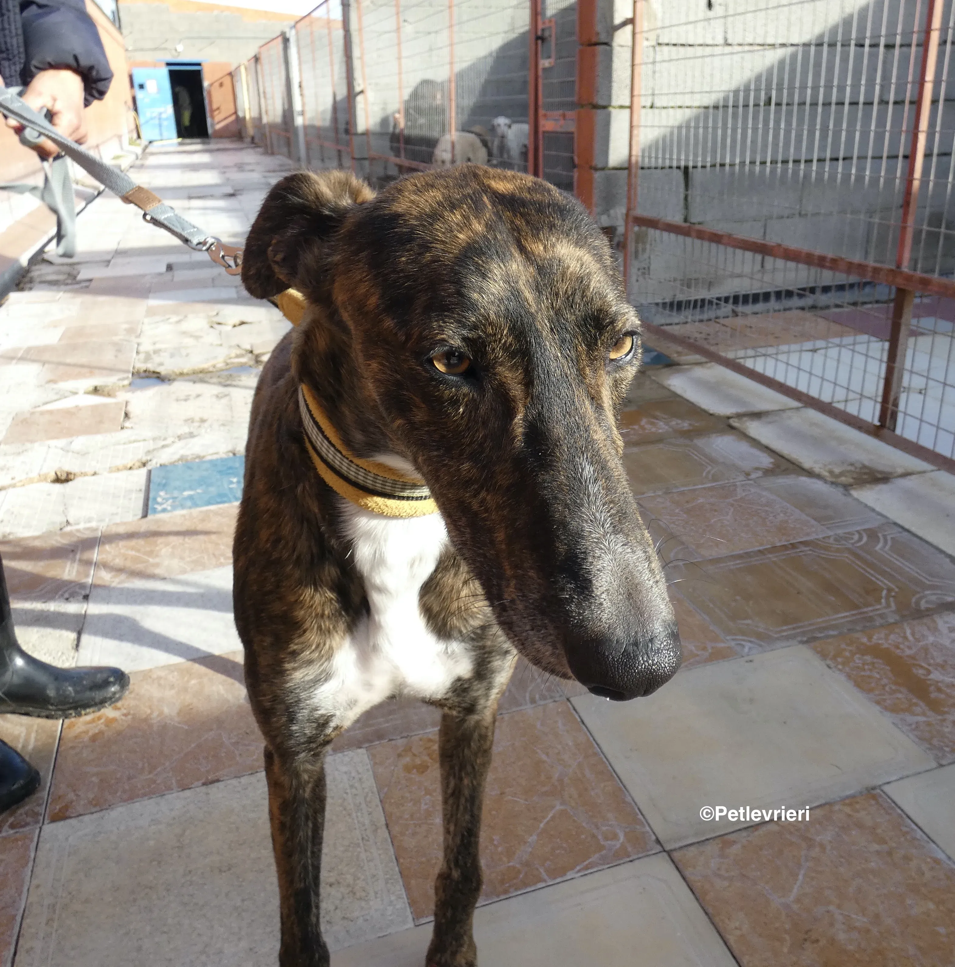 Tarzan adozione levrieri galgo 17