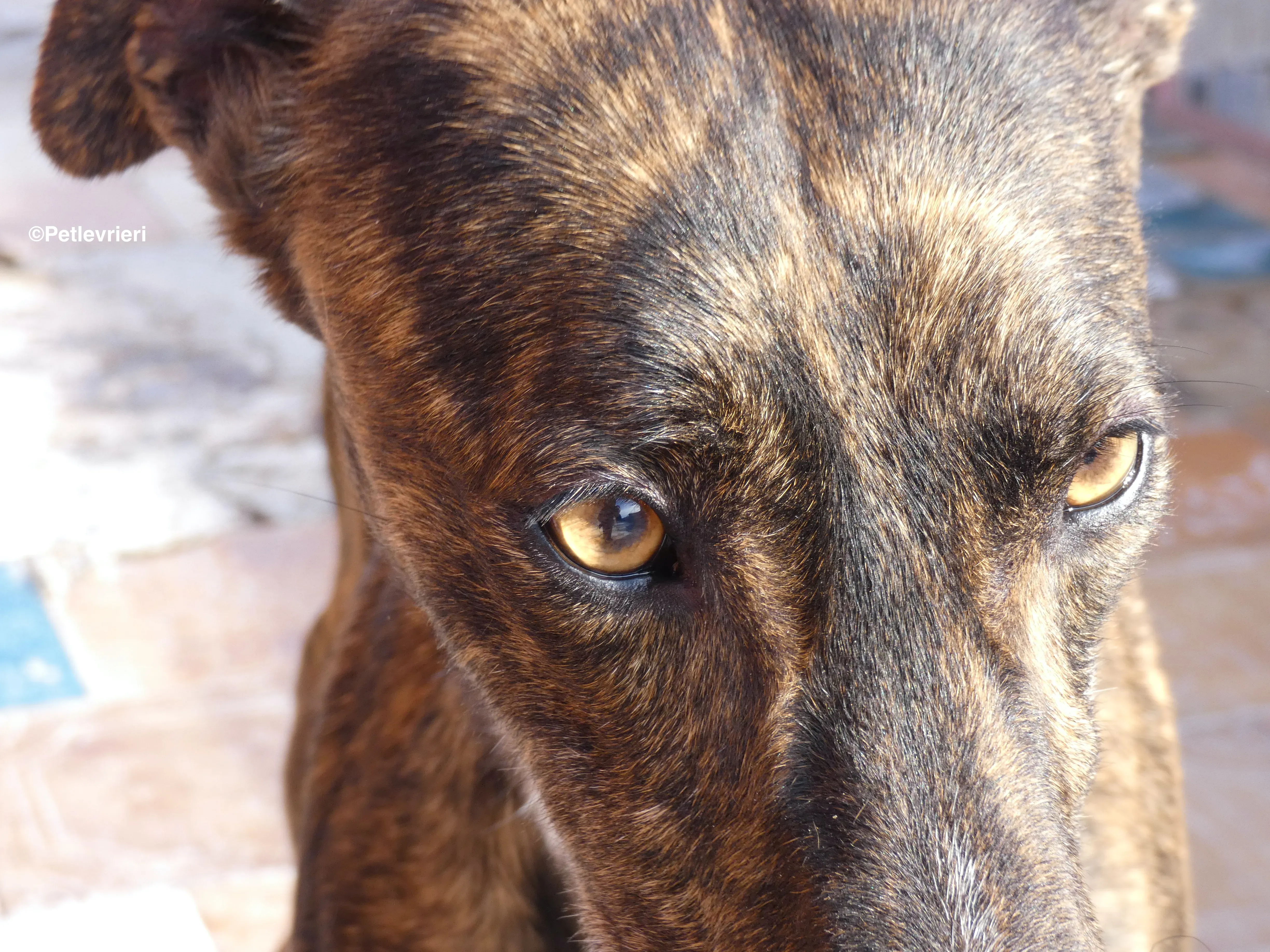 Tarzan adozione levrieri galgo 18