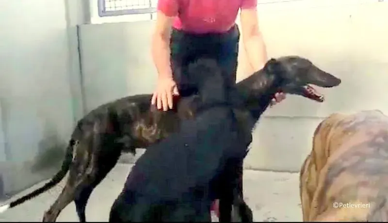 Tarzan adozione levrieri galgo 01