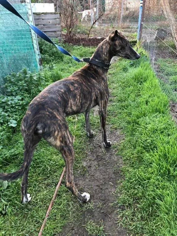 Tarzan adozione levrieri galgo 02