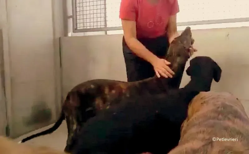 Tarzan adozione levrieri galgo 04