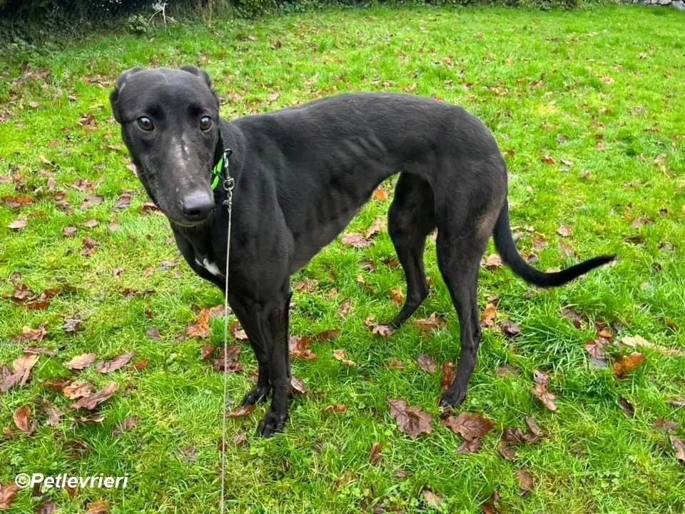 Tasmile adozione levrieri greyhound 1