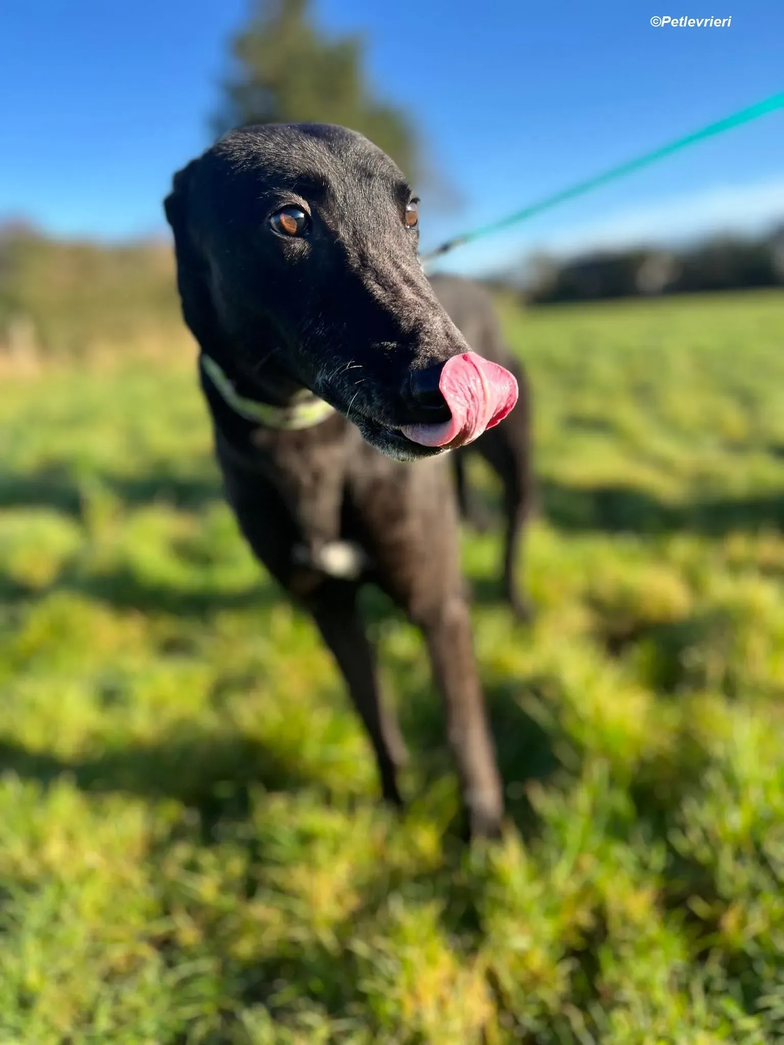 Tasmile adozione levrieri greyhound 10