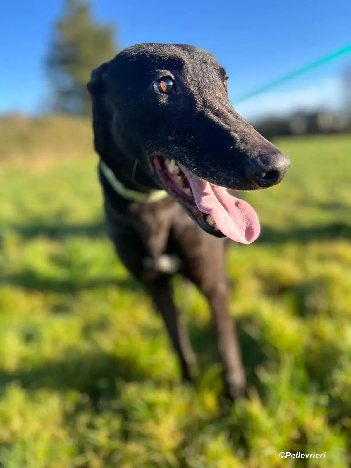 Tasmile adozione levrieri greyhound 11