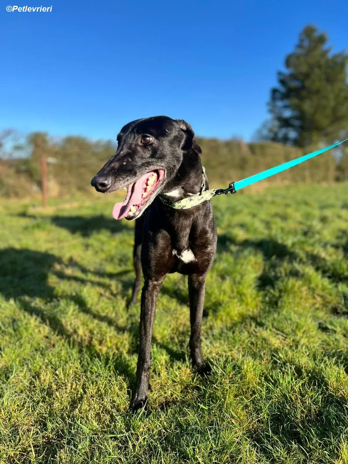 Tasmile adozione levrieri greyhound 12