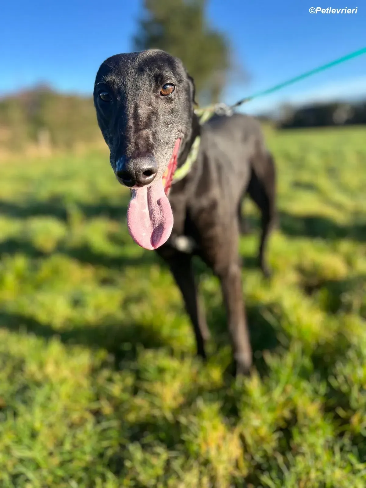 Tasmile adozione levrieri greyhound 13