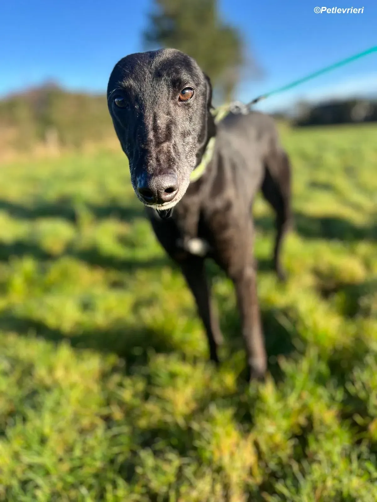 Tasmile adozione levrieri greyhound 14