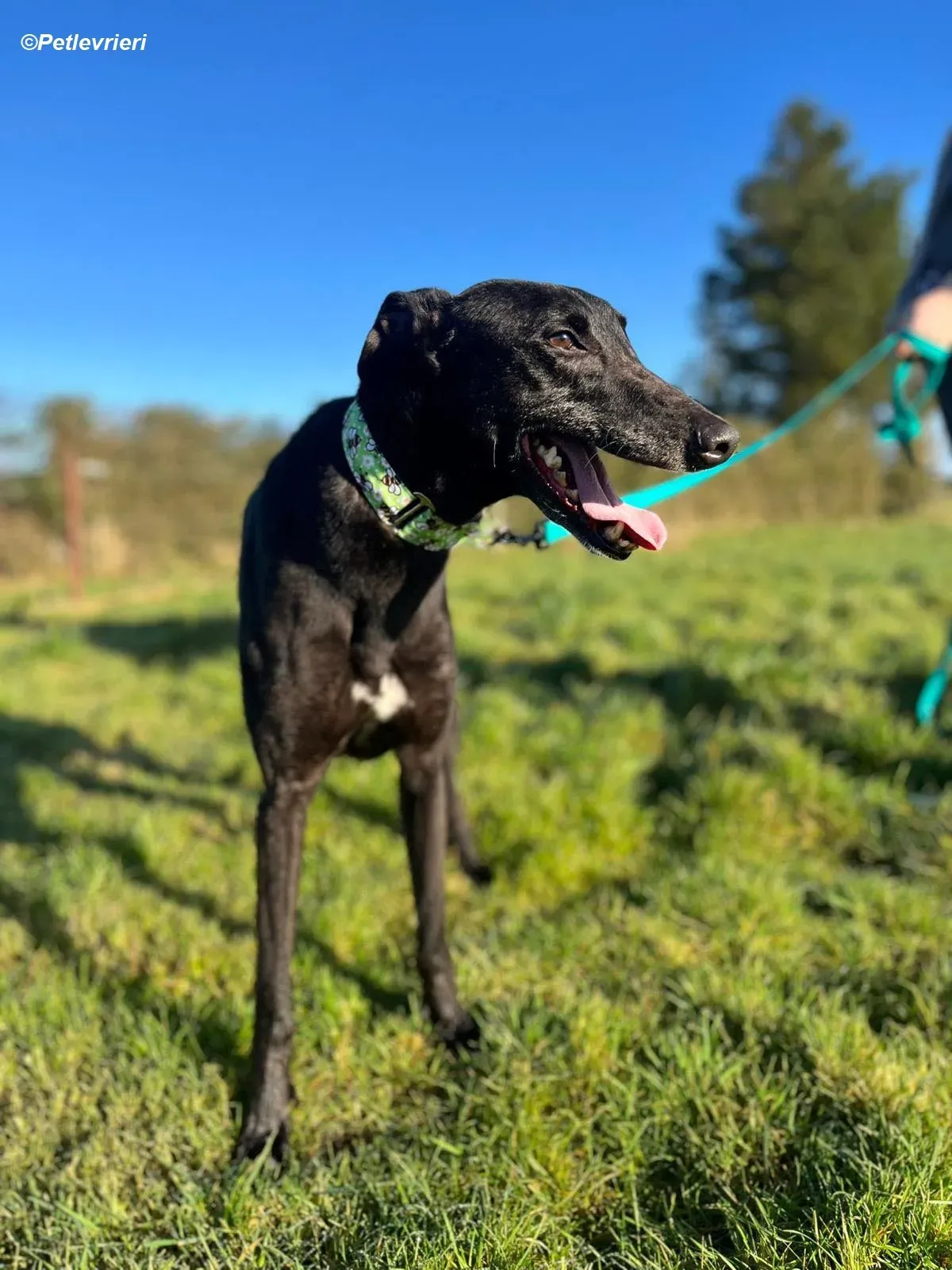 Tasmile adozione levrieri greyhound 15