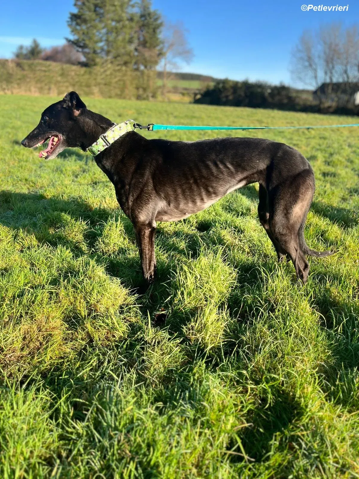 Tasmile adozione levrieri greyhound 16