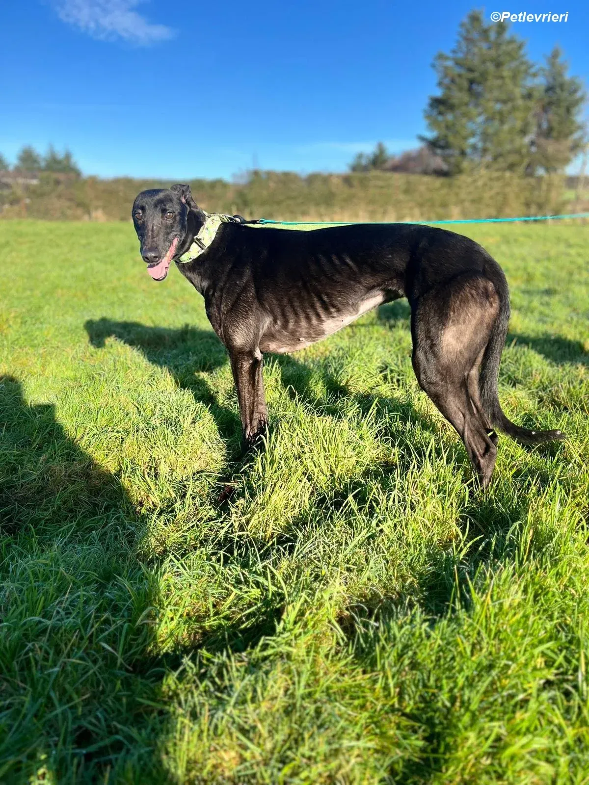 Tasmile adozione levrieri greyhound 17