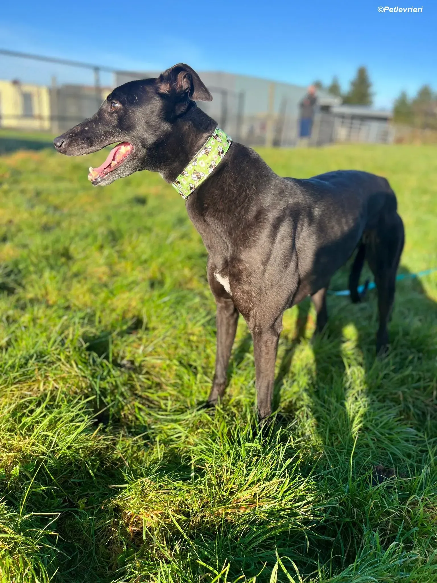 Tasmile adozione levrieri greyhound 18