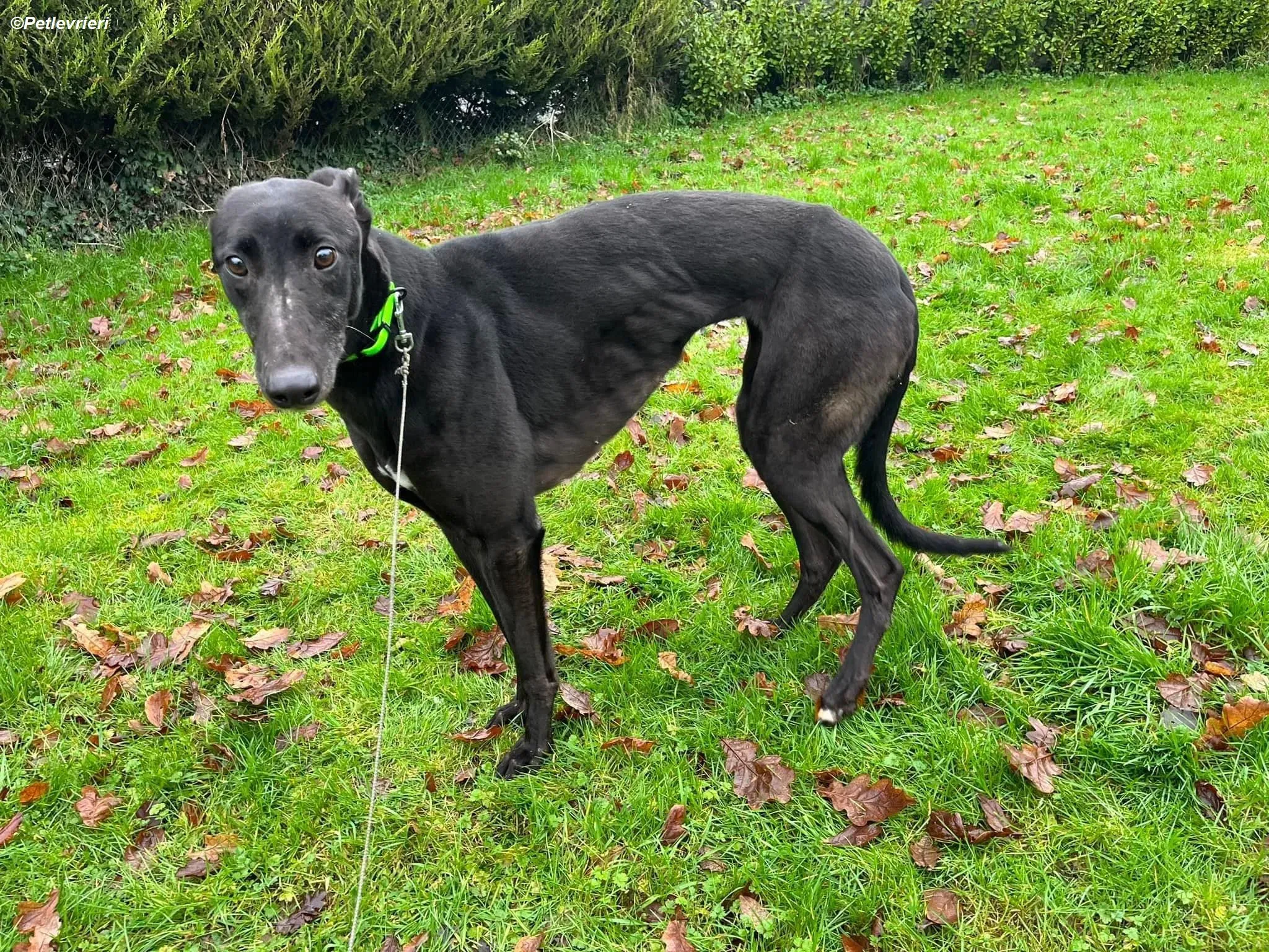 Tasmile adozione levrieri greyhound 2