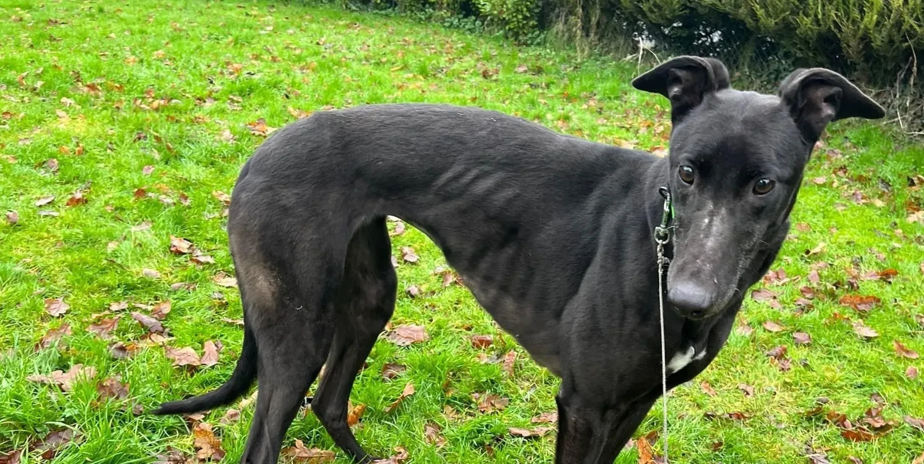 Tasmile adozione levrieri greyhound 3 e1673017494490