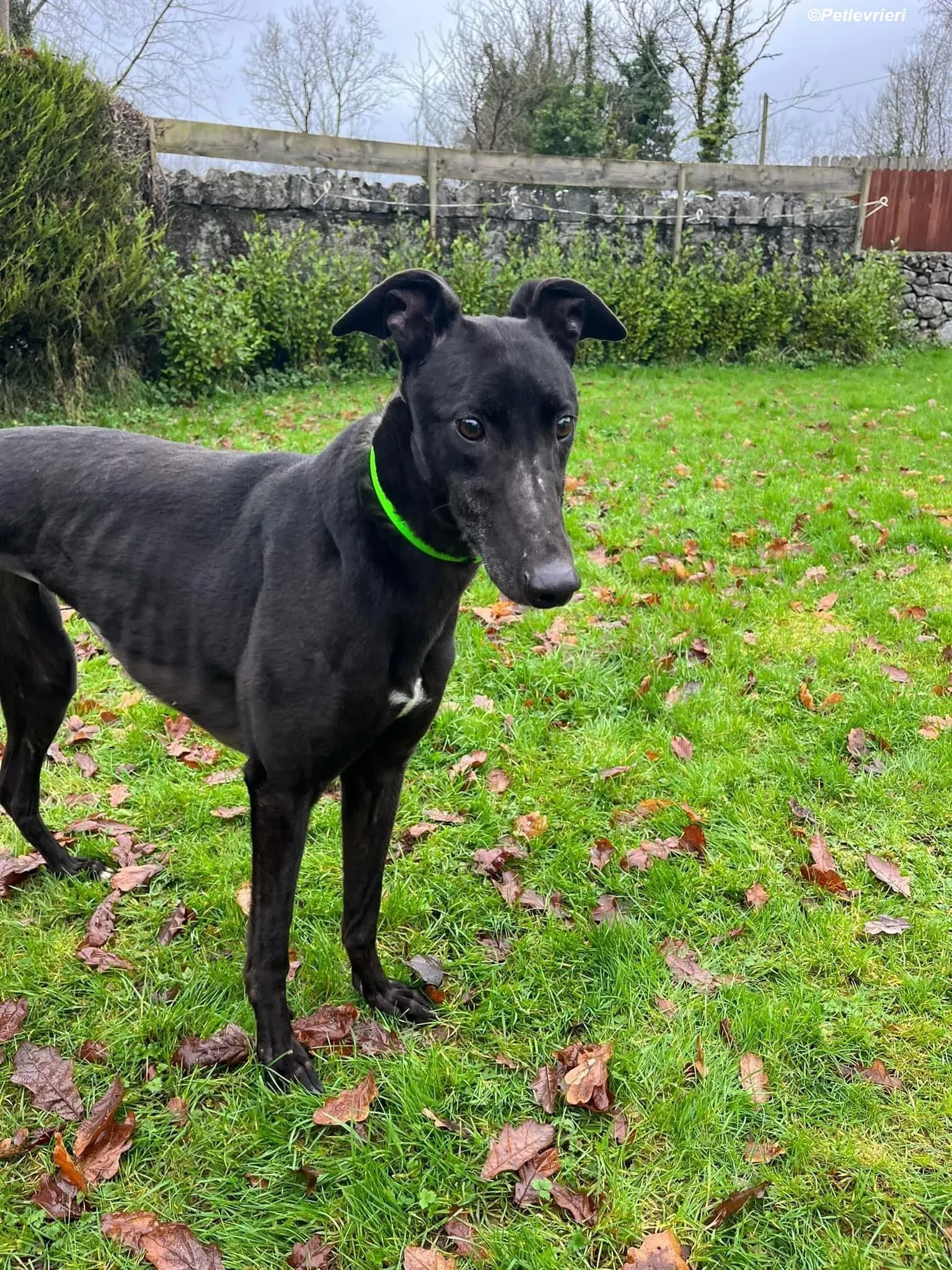 Tasmile adozione levrieri greyhound 4