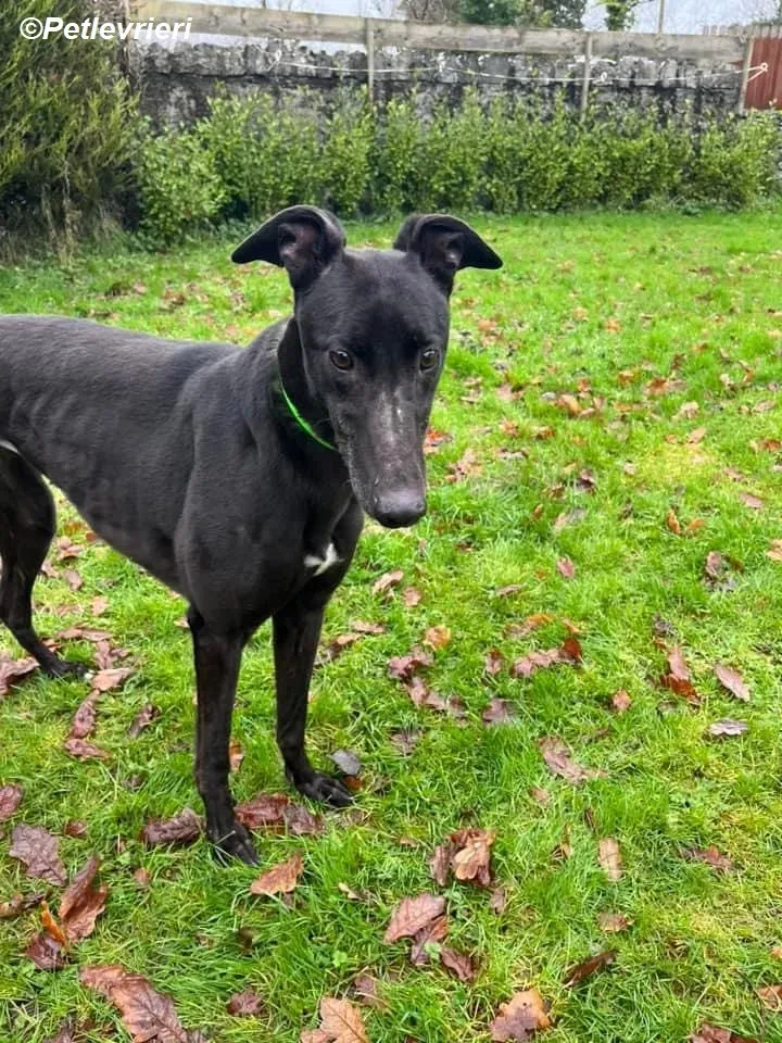 Tasmile adozione levrieri greyhound 5