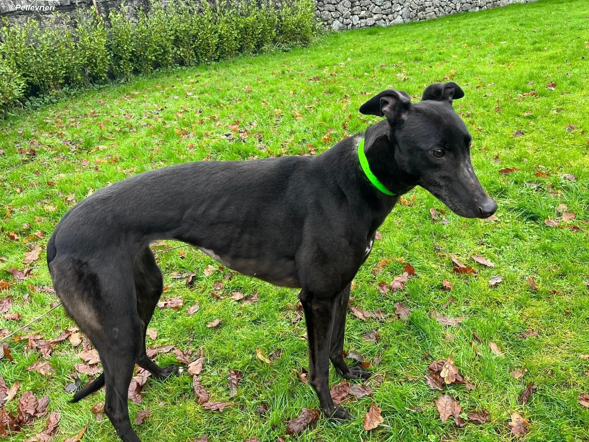 Tasmile adozione levrieri greyhound 6