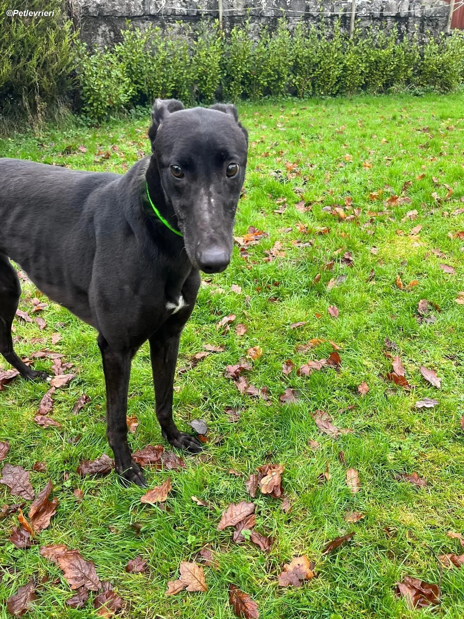 Tasmile adozione levrieri greyhound 7