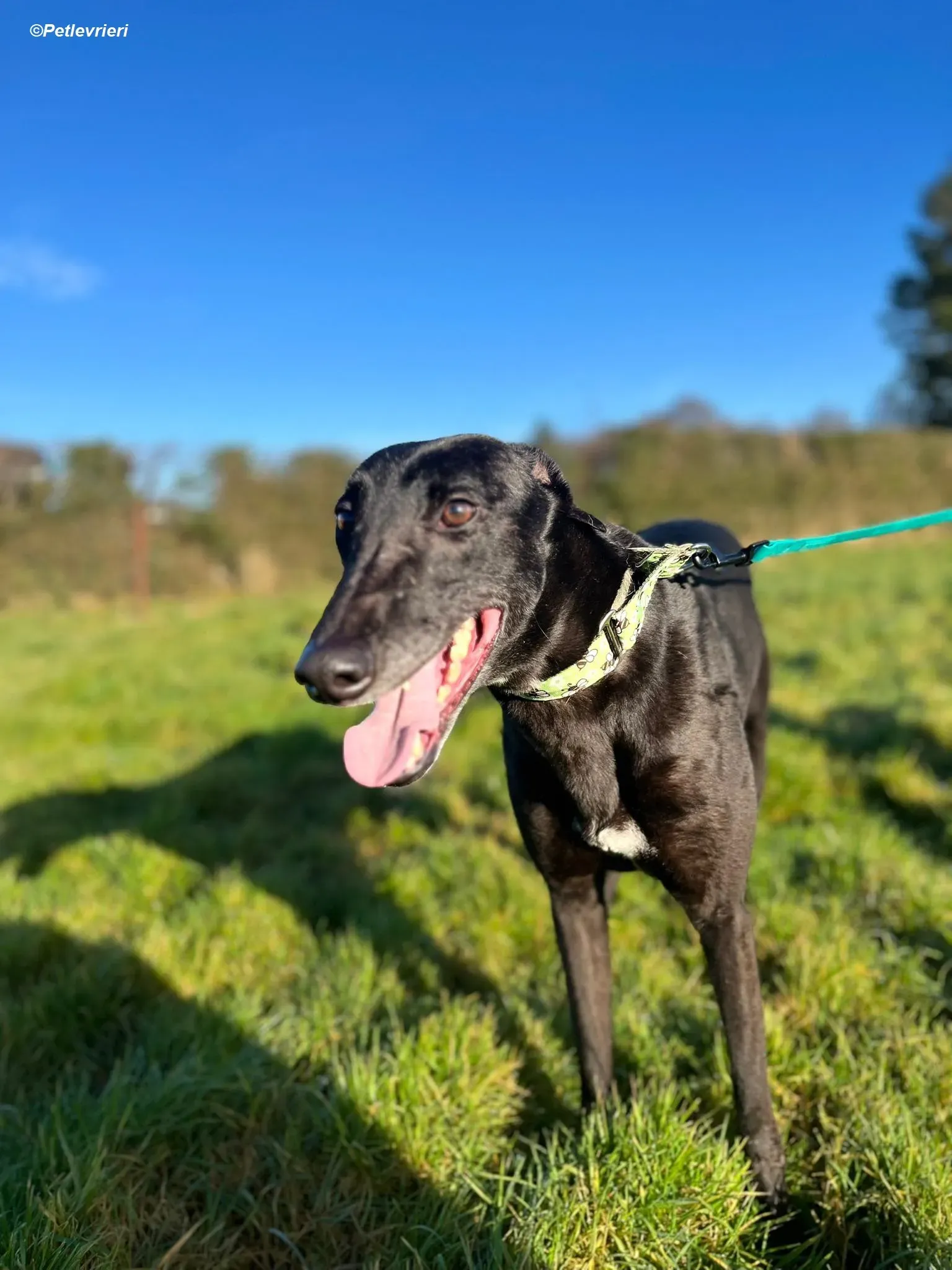 Tasmile adozione levrieri greyhound 8