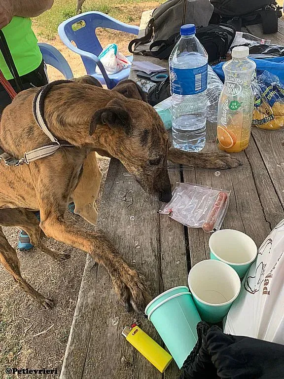 Tata adozione levrieri galgo 01