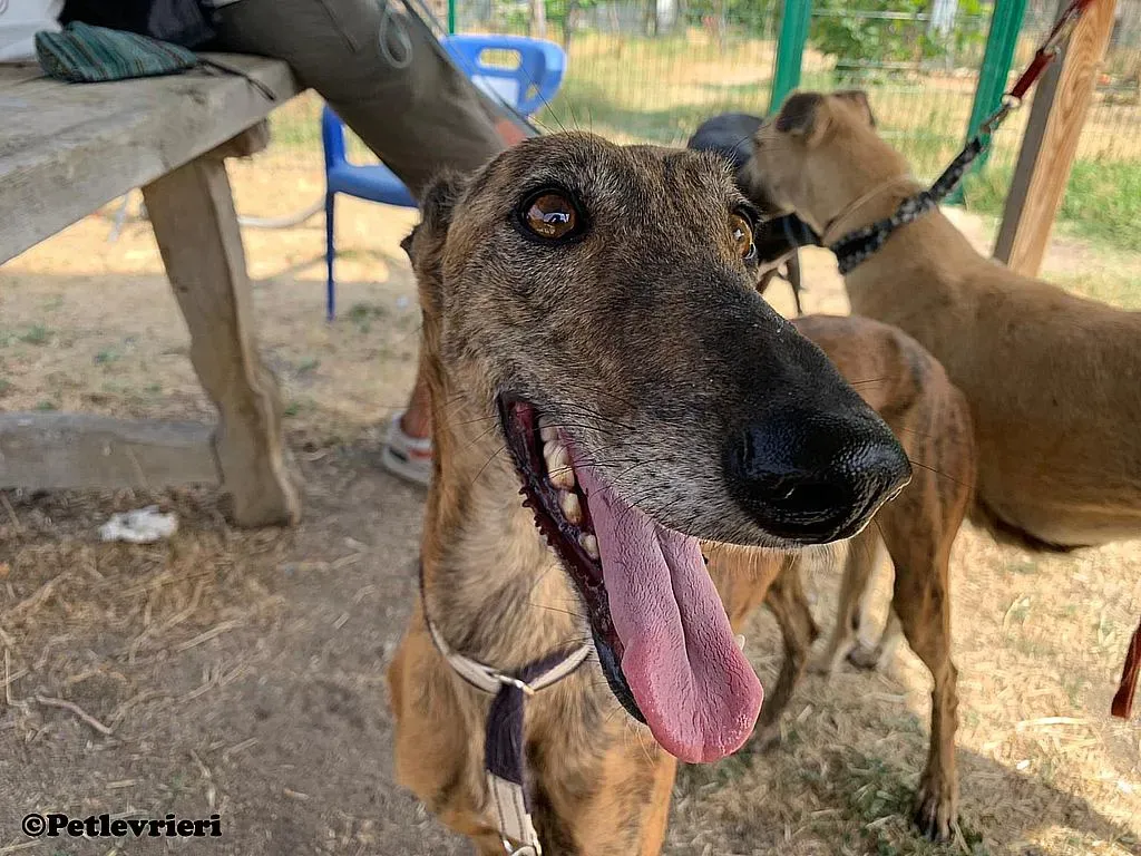 Tata adozione levrieri galgo 02