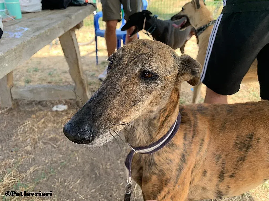 Tata adozione levrieri galgo 03