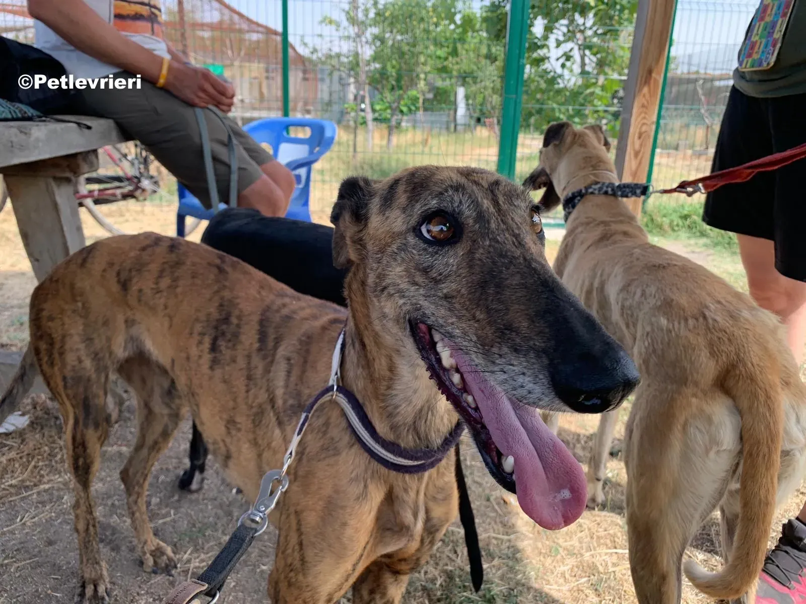 Tata adozione levrieri galgo 04 2