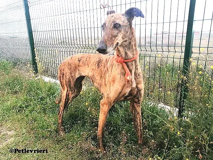 Tata adozione levrieri galgo 04