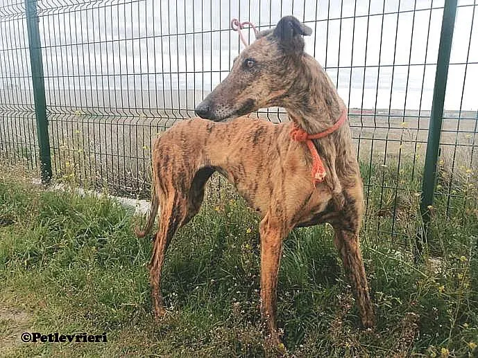 Tata adozione levrieri galgo 01