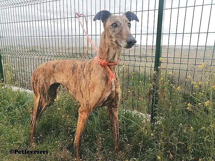 Tata adozione levrieri galgo 02