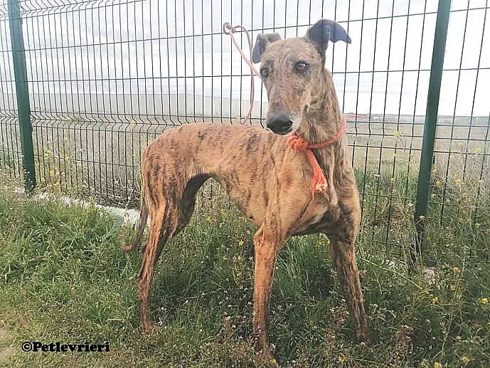 Tata adozione levrieri galgo 03