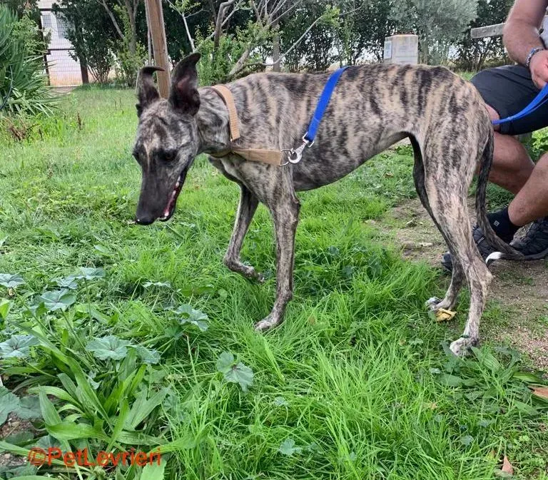 Tatiana adozione galgo pet levrieri onlus 1 e1695057544469