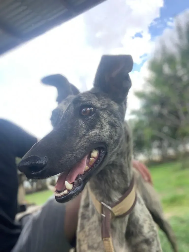 Tatiana adozione galgo pet levrieri onlus 2 copia