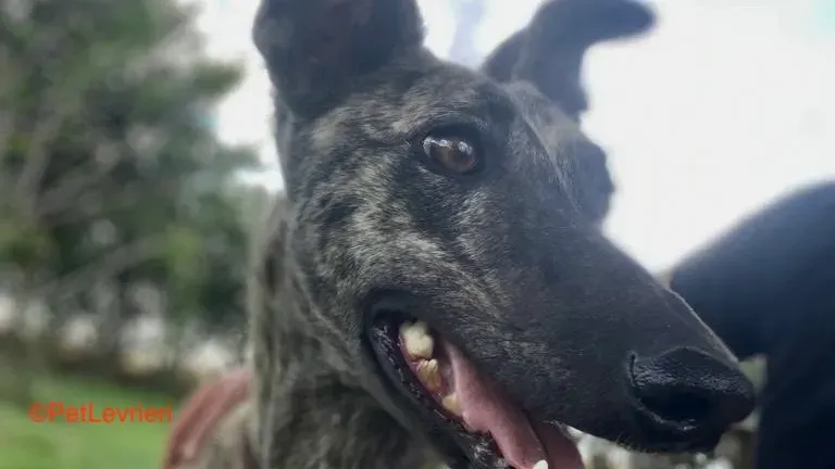 Tatiana adozione galgo pet levrieri onlus 2 copia