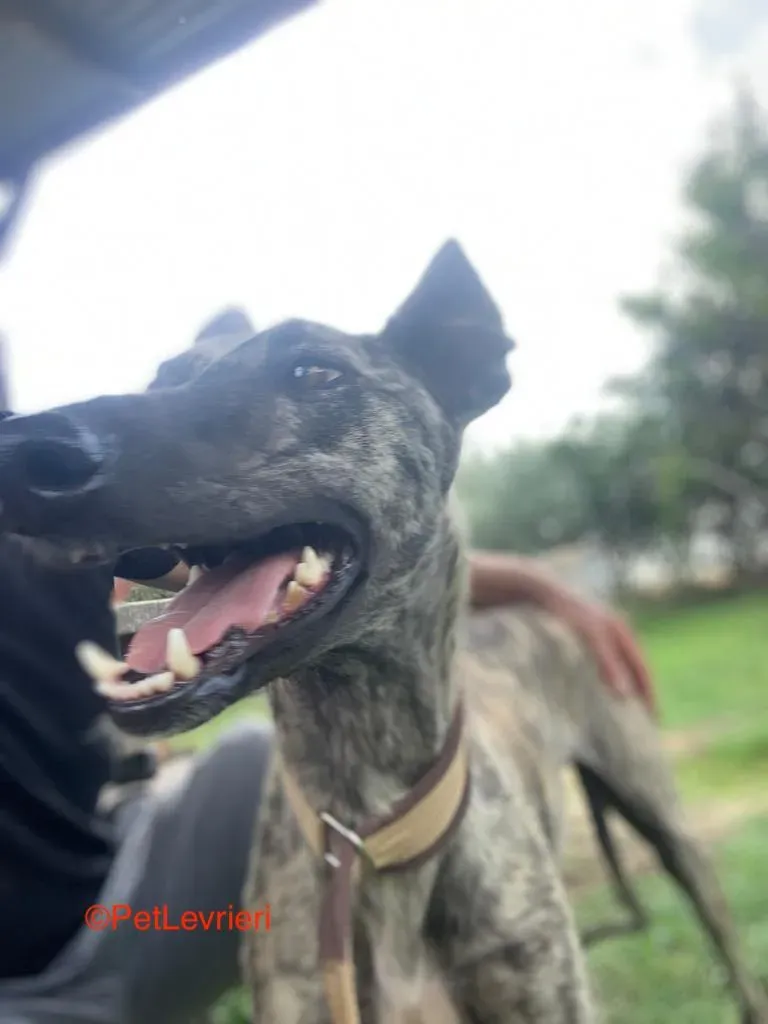 Tatiana adozione galgo pet levrieri onlus 2