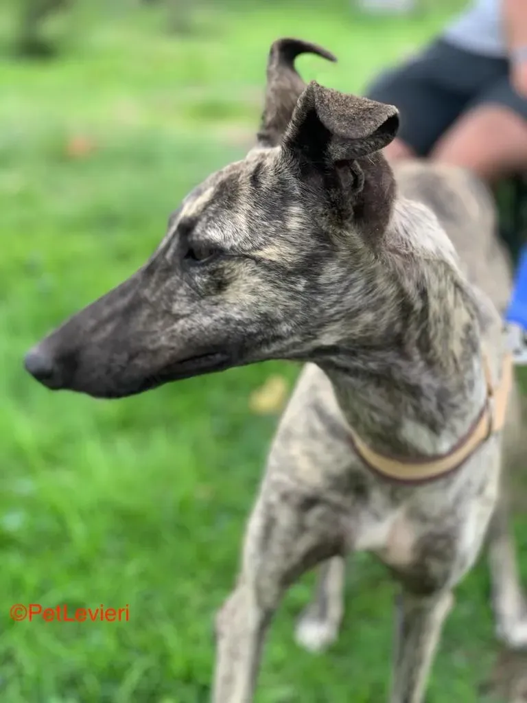 Tatiana adozione galgo pet levrieri onlus 3