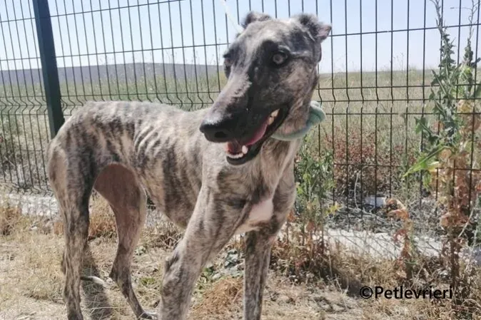 Tatiana galgo adozione pet levrieri onlus 1