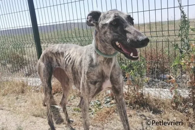 Tatiana galgo adozione pet levrieri onlus 2