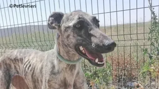 Tatiana galgo adozione pet levrieri onlus 3